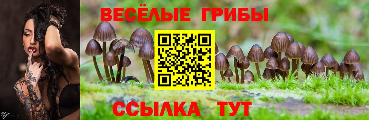 Псилоцибиновые грибы мицелий  Псилоцибиновые грибы Psilocybe  Сургут  Вход с VPN 